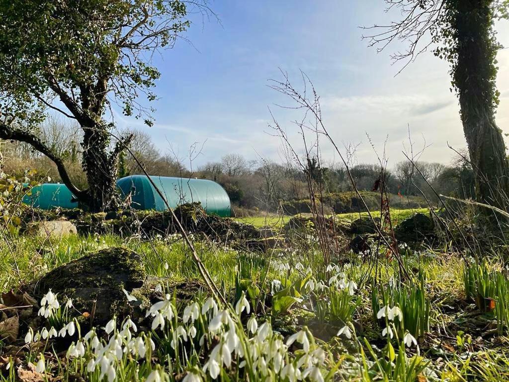 فندق Kinelarty Luxury Glamping Pods داونباتريك المظهر الخارجي الصورة